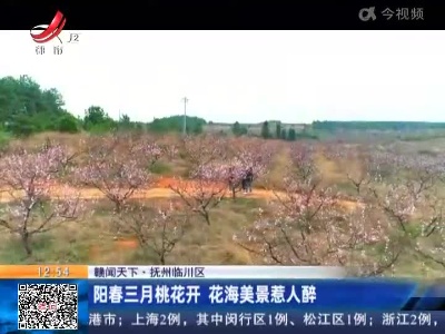 【赣闻天下】抚州临川区：阳春三月桃花开 花海美景惹人醉