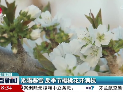 欺霜赛雪 反季节樱桃花开满枝