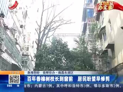 【急难愁盼 我帮你办】南昌东湖区：百年香樟树枝长到窗前 居民盼望早修剪
