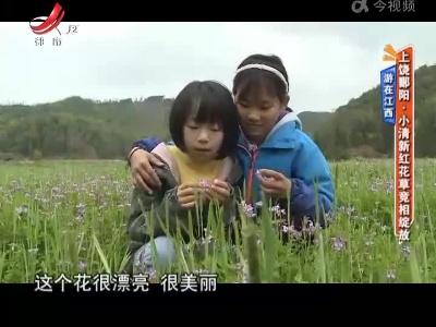 【游在江西】上饶鄱阳：小清新红花草竞相绽放