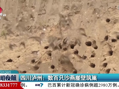 四川泸州：数百只沙燕崖壁筑巢