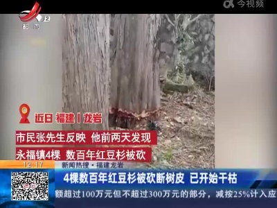 【新闻热搜】福建龙岩：4棵数百年红豆杉被砍断树皮 已开始干枯