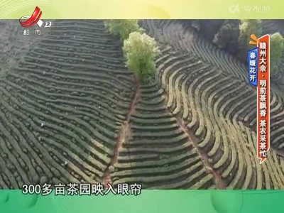 春暖花开——赣州大余：明前茶飘香 茶农采茶忙