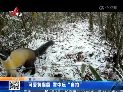 重庆：可爱黄喉貂 雪中玩“自拍”