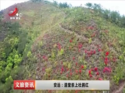 安远：道堂岽上杜鹃红