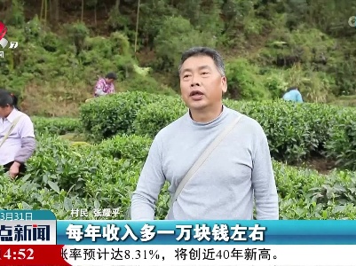 上犹：今年春茶全面开采 茶叶品质优于往年