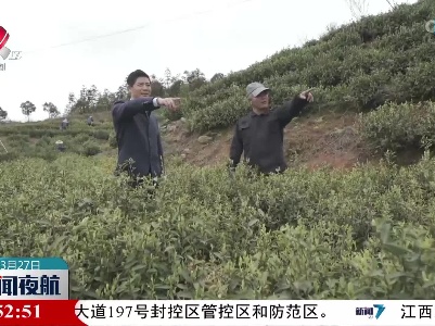 兴国：方山岭上采茶忙 “土专家”助力增收