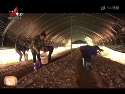 稻花香里20220324 乡村振兴进行时——这个香菇不一般