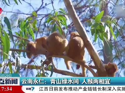 云南永仁：青山绿水间 人猴两相宜
