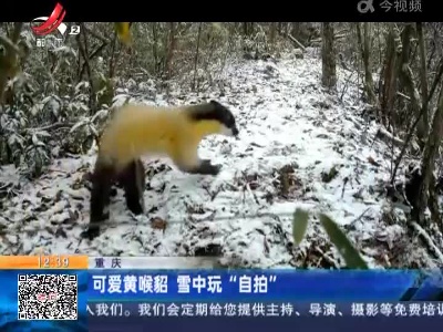 重庆：可爱黄喉貂 雪中玩“自拍”