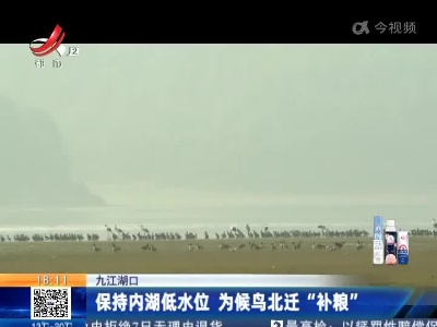 九江湖口：保持内湖低水位 为候鸟北迁“补粮”
