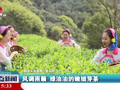 安远：春茶开采“戏”相伴 奏响致富“春之歌”
