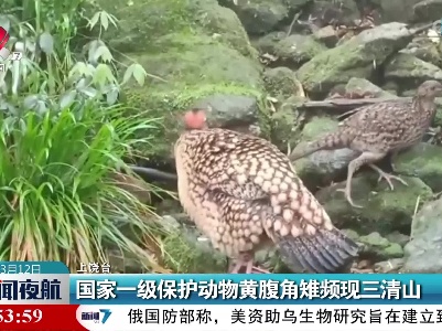 国家一级保护动物黄腹角雉频现三清山