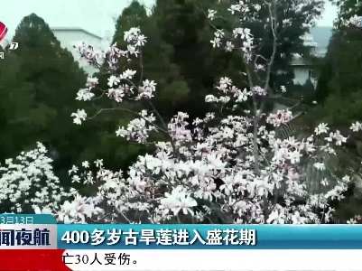 400多岁古旱莲进入盛花期