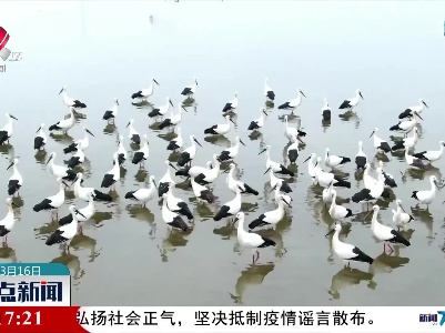 近百只东方白鹳“打卡”河北黄台湖