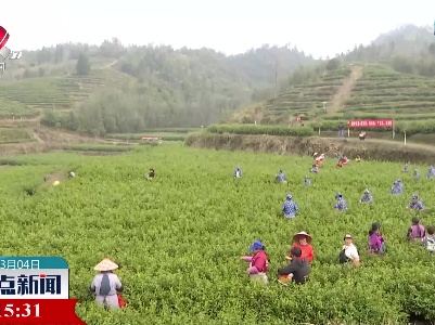 婺源：首批春茶开采