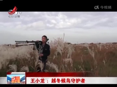 王小龙：越冬候鸟守护者