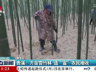 贵溪：万亩雷竹林 造“富”农民增收