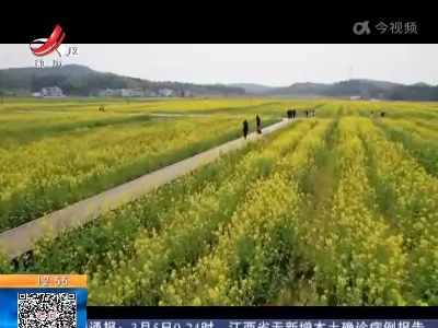 【赣闻天下】赣州石城：赏油菜花开 心情瞬间治愈