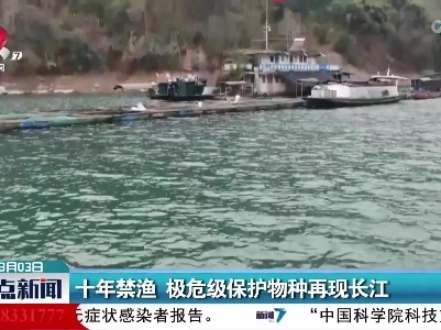十年禁渔 极危级保护物种再现长江
