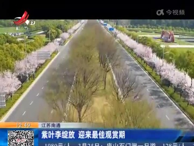 江苏南通：紫叶李绽放 迎来最佳观赏期