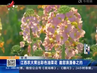 南昌：江西农大育出彩色油菜花 邀您浪漫春之约
