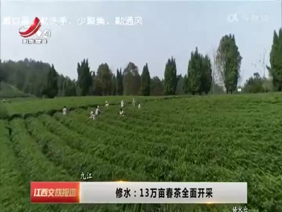 修水：13万亩春茶全面开采