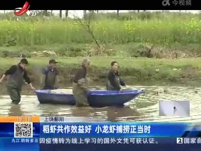 上饶鄱阳：稻虾共作效益好 小龙虾捕捞正当时