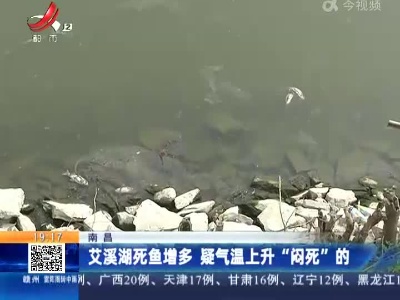 南昌：艾溪湖死鱼增多 疑气温上升“闷死”的