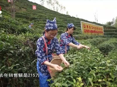 社会传真20220329 春茶如何走新路