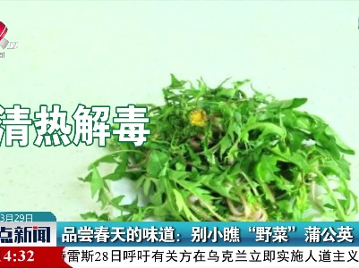 品尝春天的味道：别小瞧“野菜”蒲公英