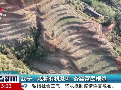 武宁：栽种有机茶叶 夯实富民根基
