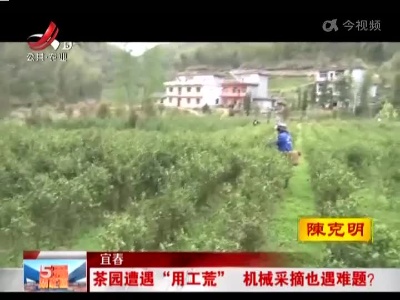 宜春：茶园遭遇“用工荒” 机械采摘也遇难题？
