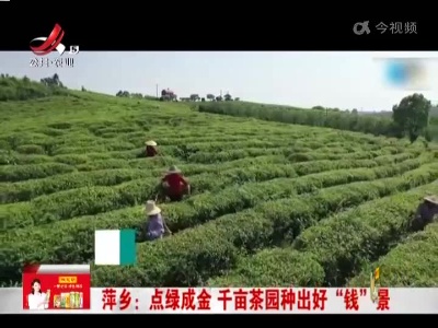 萍乡：点绿成金 千亩茶园种出好“钱”景