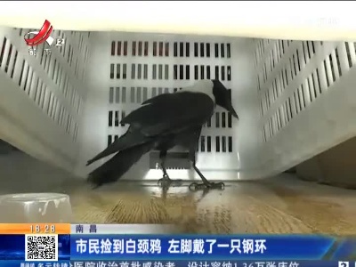 南昌：市民捡到白颈鸦 左脚戴了一只钢环