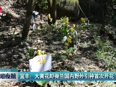 宜丰：大黄花虾脊兰国内野外引种首次开花