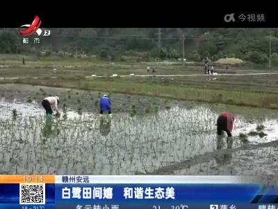 赣州安远：白鹭田间嬉 和谐生态美