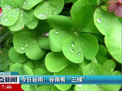 今日谷雨：谷雨有“三候”