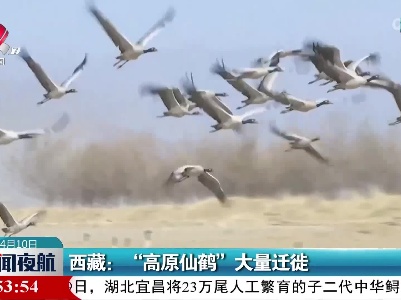 西藏：“高原仙鹤”大量迁徙