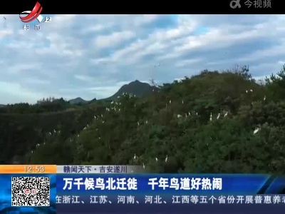 【赣闻天下】吉安遂川：万千候鸟北迁徙 千年鸟道好热闹