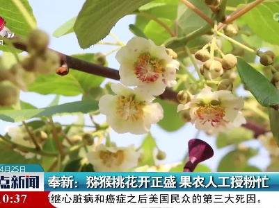 奉新：猕猴桃花开正盛 果农人工授粉忙