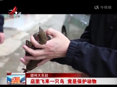 赣州大余县：店里飞来一只鸟 竞是保护动物