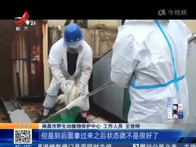 南昌：落单候鸟风中凌乱 幸得及时救助