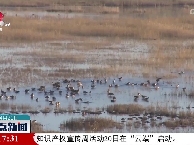 辽宁阜新玉龙湖成观鸟“打卡地”