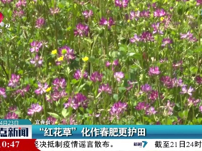 “红花草”化作春肥更护田