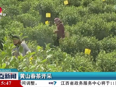 黄山春茶开采