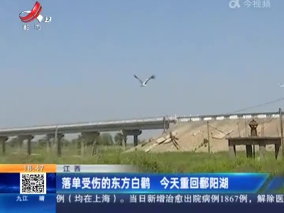 江西：落单受伤的东方白鹳 今天重回鄱阳湖
