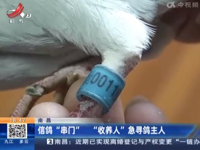 南昌：信鸽“串门” “收养人”急寻鸽主人