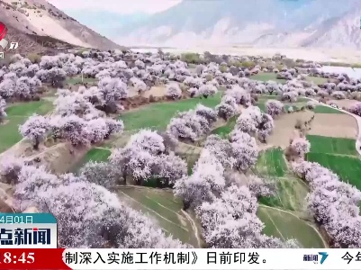 西藏林芝：高原春天 桃花正盛