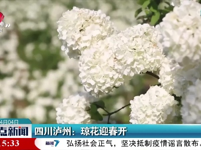 四川泸州：琼花迎春开